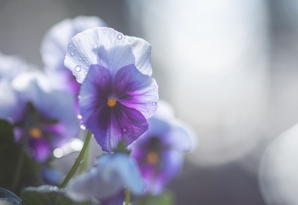 Vreme frumoasă și caldă până aproape de jumătatea lunii martie, în toată ţara. Prognoza ANM pentru următoarele 4 săptămâni